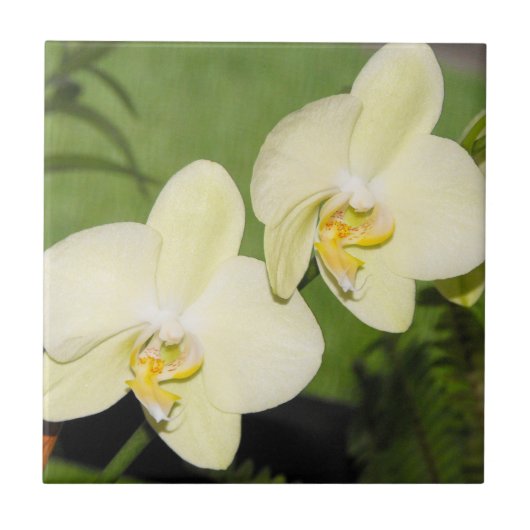 Weiße Orchideen auf grünem Hintergrund Fliese (Vorderseite)