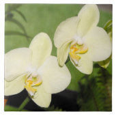 Weiße Orchideen auf grünem Hintergrund Fliese (Vorderseite)
