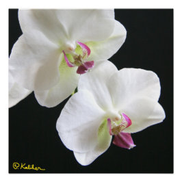 Weiße Orchideen auf Schwarz 20x20 Poster