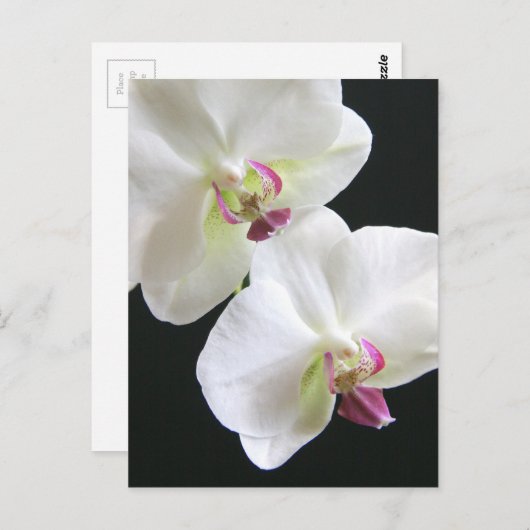 Weiße Orchideen auf schwarz Postkarte (Vorne/Hinten)