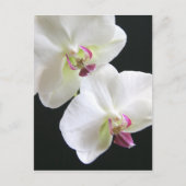 Weiße Orchideen auf schwarz Postkarte (Vorderseite)