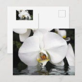Weiße Orchideen aus der Wasserpostkarte Postkarte (Vorne/Hinten)