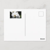 Weiße Orchideen aus der Wasserpostkarte Postkarte (Rückseite)