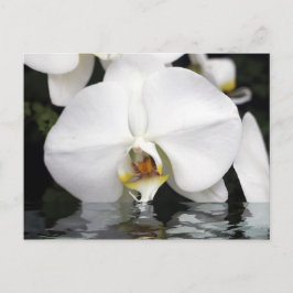 Weiße Orchideen aus der Wasserpostkarte Postkarte