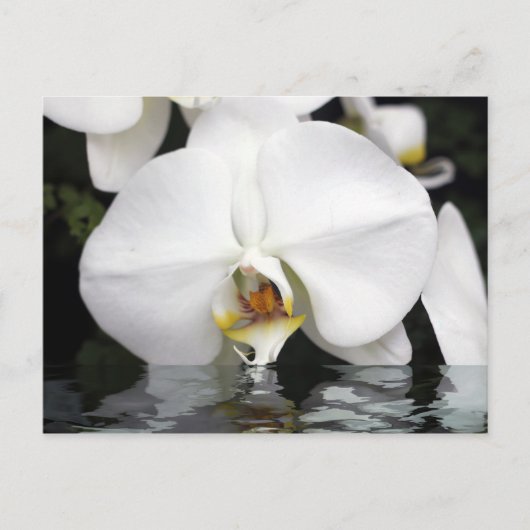 Weiße Orchideen aus der Wasserpostkarte Postkarte (Vorderseite)