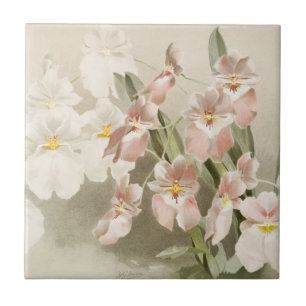 Weiße Orchideen-Blume Vintage Alte Illustration Fliese