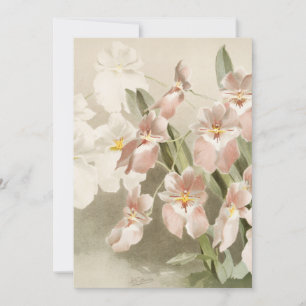 Weiße Orchideen-Blume Vintage alte Illustration Karte