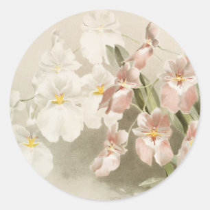 Weiße Orchideen-Blume Vintage alte Illustration Runder Aufkleber