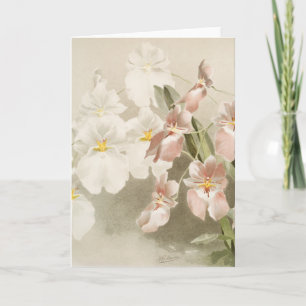 Weiße Orchideen-Blüten-Vintage-Alt-Illustration Karte