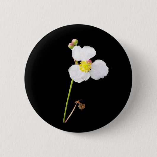 Weiße Orchideen-Geschenke und Kleid Button (Vorderseite)