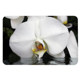 Weiße Orchideen in Wasser, flexibles Foto Magnet