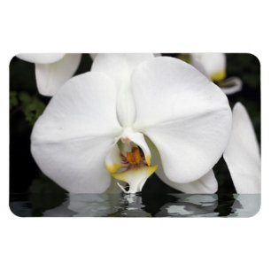 Weiße Orchideen in Wasser, flexibles Foto Magnet