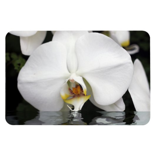 Weiße Orchideen in Wasser, flexibles Foto Magnet (Horizontal)