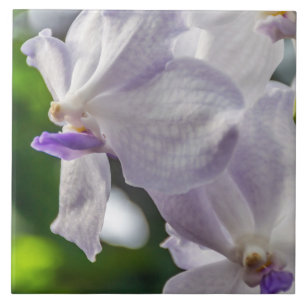 Weiße Orchideen-Keramikfliese Fliese