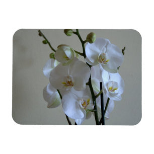 Weiße Orchideen Magnet