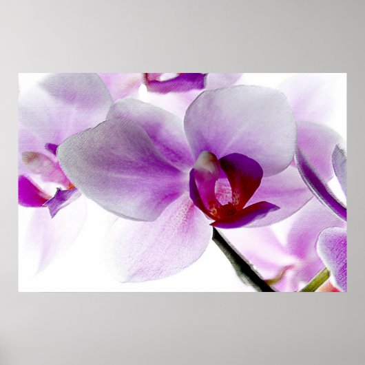 Weiße Orchideen Poster (Vorne)