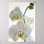 Weiße Orchideen Poster (Vorne)
