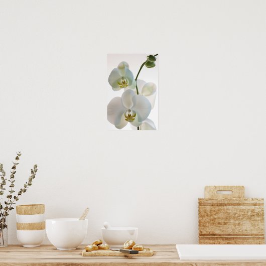 Weiße Orchideen Poster (Küche)
