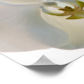 Weiße Orchideen Poster (Ecke)
