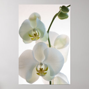 Weiße Orchideen Poster