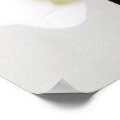 Weiße Orchideen Poster (Ecke)