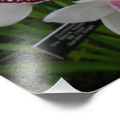 Weiße Orchideen Schöne tropische Blume Fotodruck (Ecke)