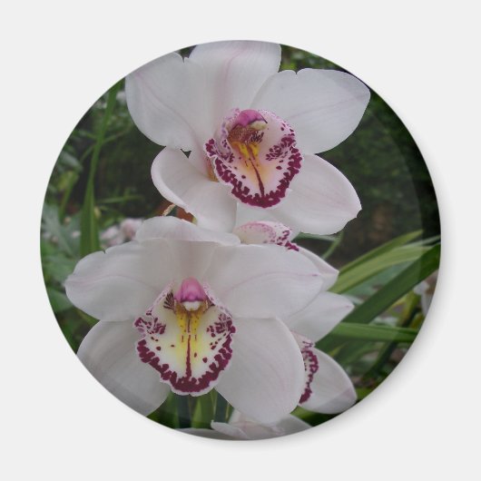 Weiße Orchideen Schöne tropische Blume Magnet (Vorne)