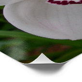 Weiße Orchideen Schöne tropische Blume Poster (Ecke)