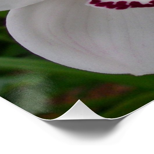 Weiße Orchideen Schöne tropische Blume Poster (Ecke)