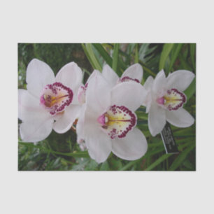 Weiße Orchideen Schöne tropische Blume Seidenpapier