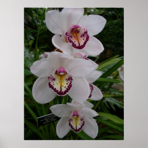 Weiße Orchideen schöne tropische Blumen Poster