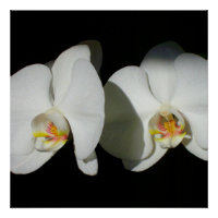 Weiße Orchideen, tropisches Foto