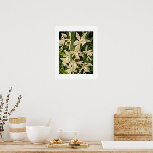 Weiße Orchideen und Fernen Poster (Küche)