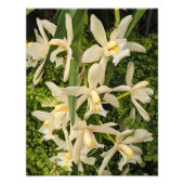 Weiße Orchideen und Maidenhair Ferns Floral Fotodruck (Vorne)