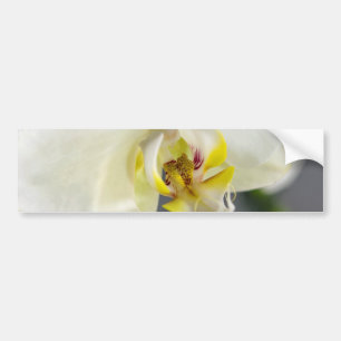 Weiße Orchideenblüte Autoaufkleber