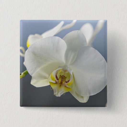 Weiße Orchideenblüte Button (Vorderseite)