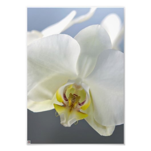 Weiße Orchideenblüte Fotodruck (Vorne)