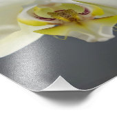 Weiße Orchideenblüte Fotodruck (Ecke)