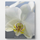 Weiße Orchideenblüte Fotoplatte (Vorderseite)