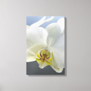 Weiße Orchideenblüte Leinwanddruck