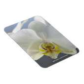 Weiße Orchideenblüte Magnet (Rechte Seite)