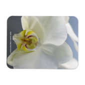 Weiße Orchideenblüte Magnet (Horizontal)