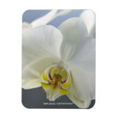 Weiße Orchideenblüte Magnet (Vertikal)
