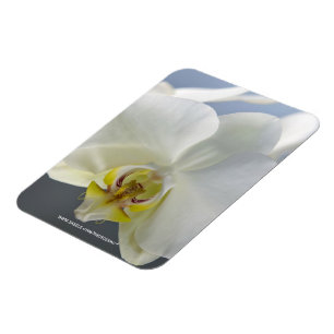Weiße Orchideenblüte Magnet