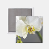 Weiße Orchideenblüte Magnet (Vorderseite/Rückseite)