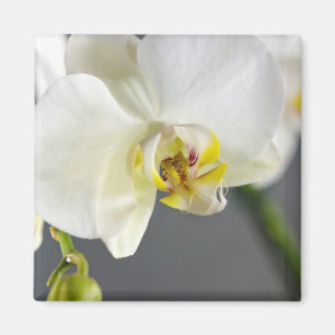 Weiße Orchideenblüte Magnet