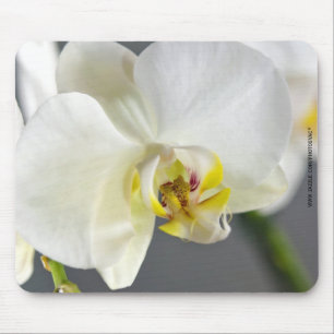 Weiße Orchideenblüte Mousepad