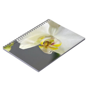Weiße Orchideenblüte Notizblock