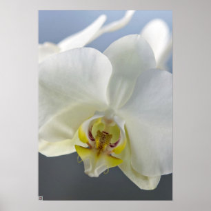 Weiße Orchideenblüte Poster