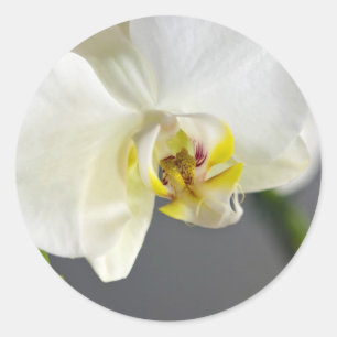 Weiße Orchideenblüte Runder Aufkleber